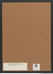 Diatomeae indet. Zeichnungen Sammlung Grunow Mappe 02690 (Herbarium_W_Grunow_drawings_Folder_02690)